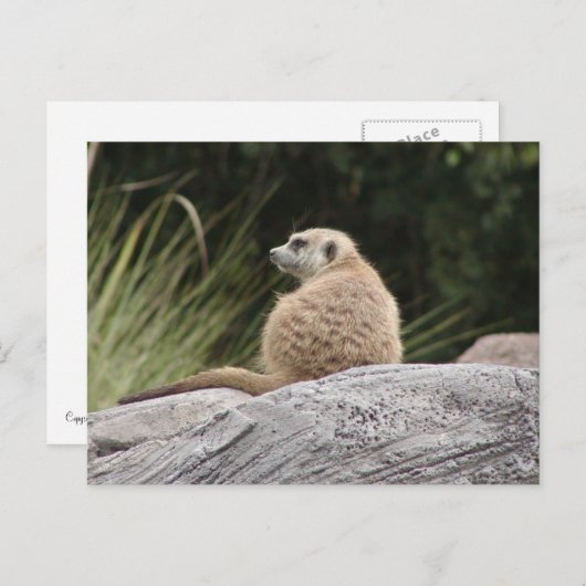 Carte postale Meerkat (Devant / Derrière)