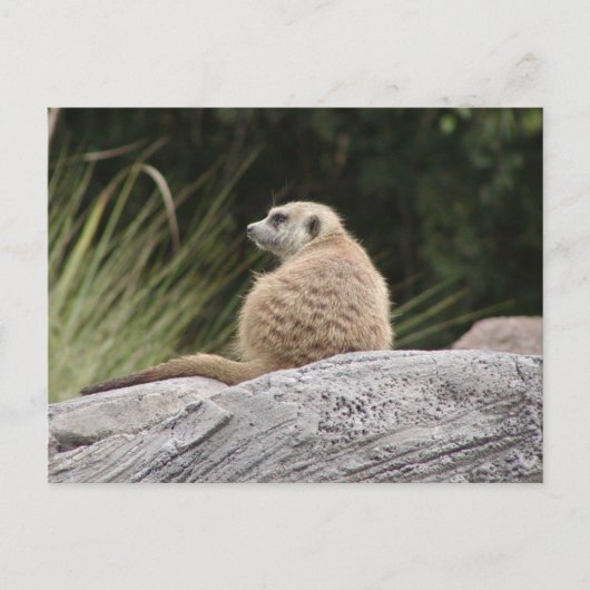 Carte postale Meerkat (Devant)