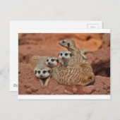 Carte Postale Meerkat (Devant / Derrière)
