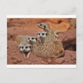 Carte Postale Meerkat (Devant)