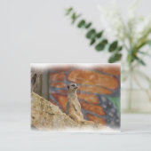 Carte postale Meerkat (Debout devant)