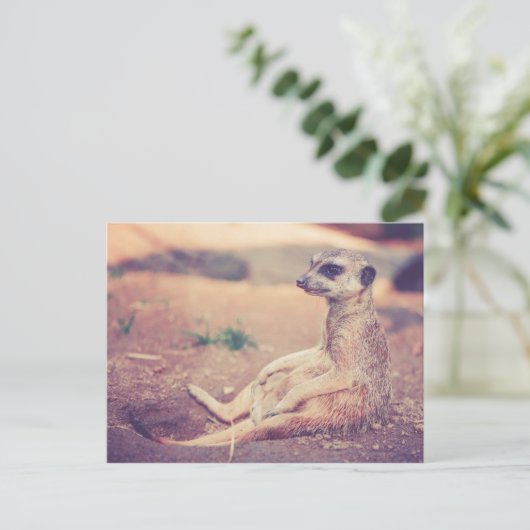 Carte Postale Meerkat (Debout devant)