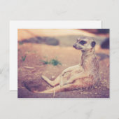 Carte Postale Meerkat (Devant / Derrière)