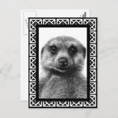 Carte postale Meerkat (Devant / Derrière)