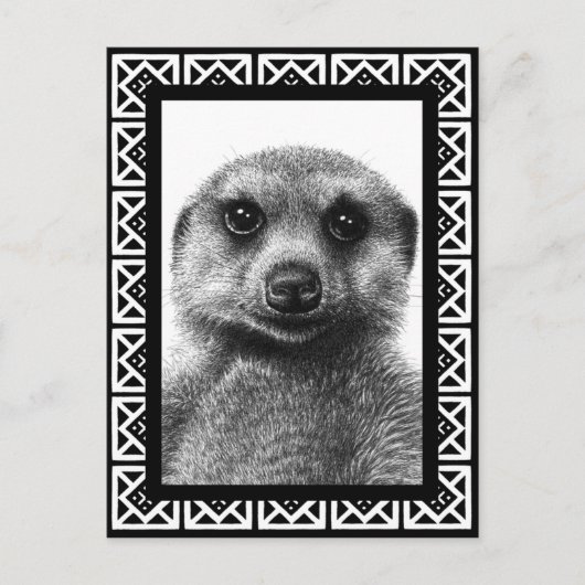 Carte postale Meerkat (Devant)