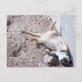 Carte postale Meerkat (004)