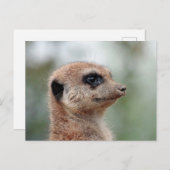Carte Postale Meerkat 180 (Devant / Derrière)