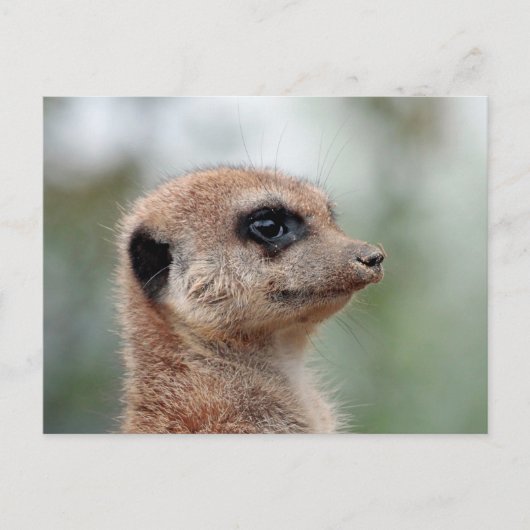 Carte Postale Meerkat 180 (Devant)