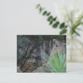 Carte Postale Meerkat # 2 (Debout devant)