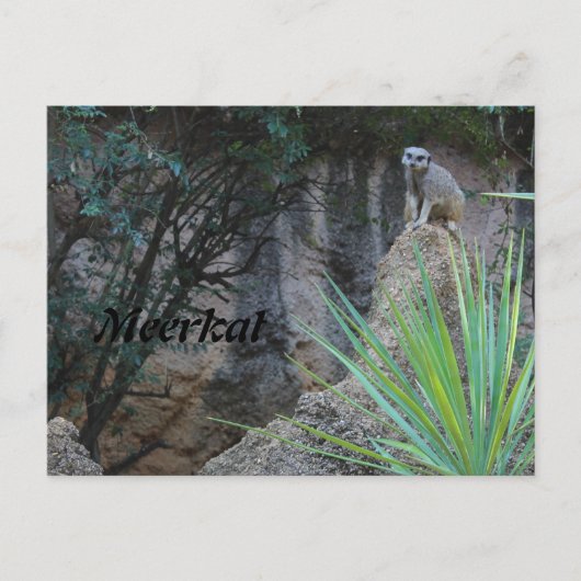 Carte Postale Meerkat # 2 (Devant)