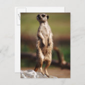 Carte Postale meerkat à queue mince (Devant / Derrière)