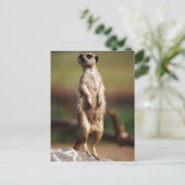 Carte Postale meerkat à queue mince (Debout devant)