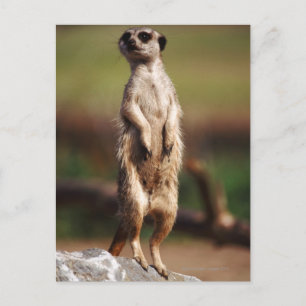 Carte Postale meerkat à queue mince