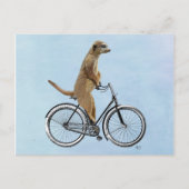 Carte Postale Meerkat à vélo 2 (Devant)