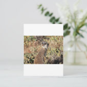 Carte Postale Meerkat attentif (Debout devant)
