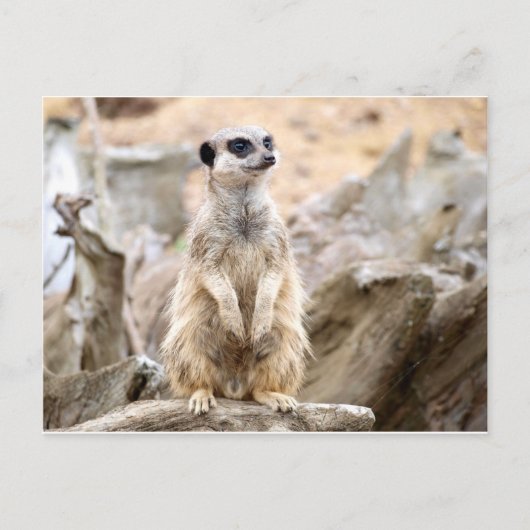 Carte Postale Meerkat debout haut (Devant)