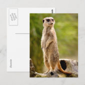 Carte Postale Meerkat debout sur un arbre de souche (Devant / Derrière)