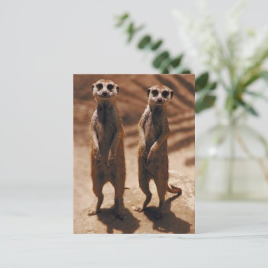 Carte Postale Meerkat Duo (Debout devant)