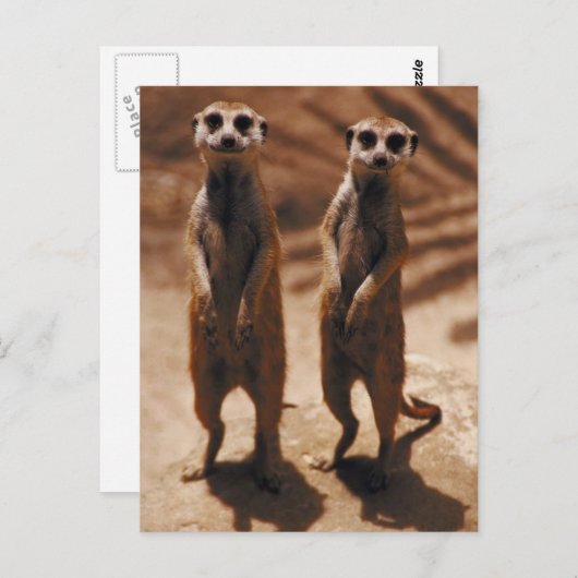 Carte Postale Meerkat Duo (Devant / Derrière)