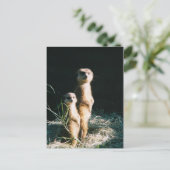 Carte postale Meerkat Friends (Debout devant)