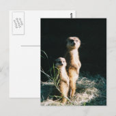Carte postale Meerkat Friends (Devant / Derrière)