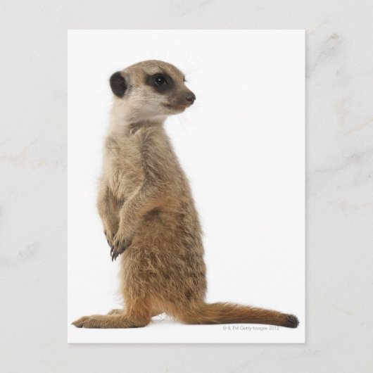 Carte Postale Meerkat ou Suricate - Suricata suricatta (Devant)