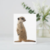 Carte Postale Meerkat ou Suricate - Suricata suricatta (Debout devant)