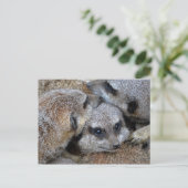 Carte postale Meerkat Pile (Debout devant)