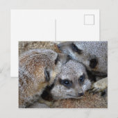 Carte postale Meerkat Pile (Devant / Derrière)