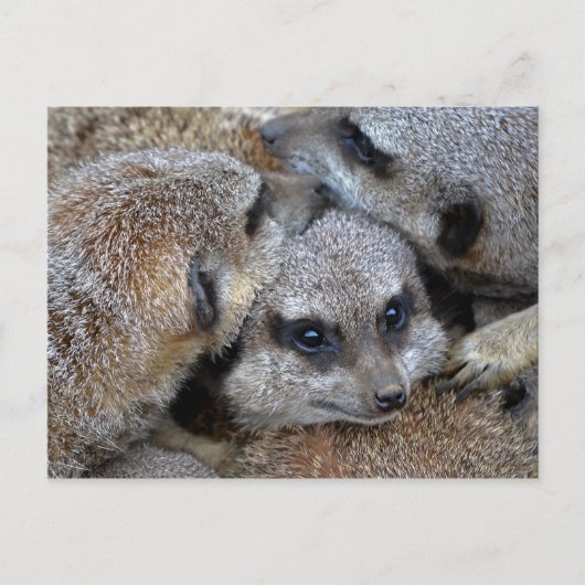 Carte postale Meerkat Pile (Devant)