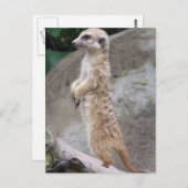 Carte postale Meerkat Posée (Devant / Derrière)