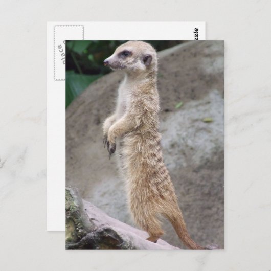 Carte postale Meerkat Posée (Devant / Derrière)