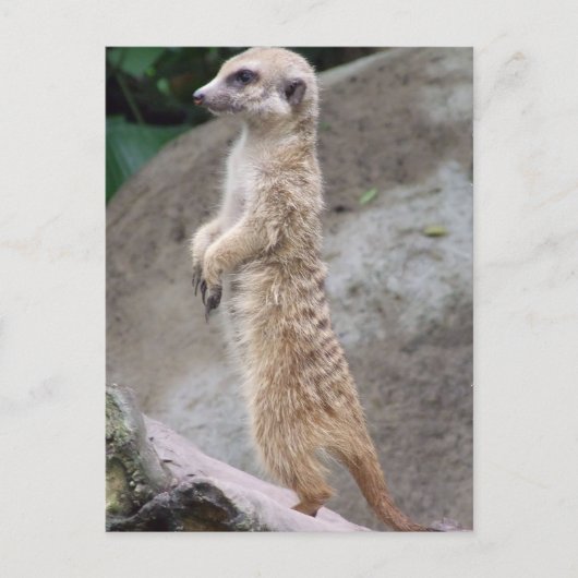 Carte postale Meerkat Posée (Devant)