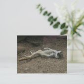 Carte postale Meerkat pour bronzer (Debout devant)