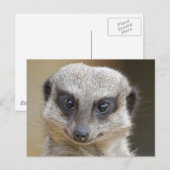 Carte Postale Meerkat près (Devant / Derrière)