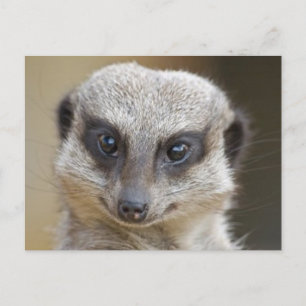 Carte Postale Meerkat près