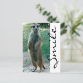 Carte Postale Meerkat Smile (Debout devant)