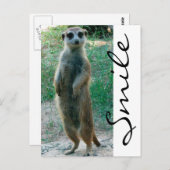 Carte Postale Meerkat Smile (Devant / Derrière)