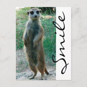 Carte Postale Meerkat Smile