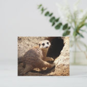 Carte Postale Meerkat sourit (Debout devant)