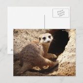 Carte Postale Meerkat sourit (Devant / Derrière)