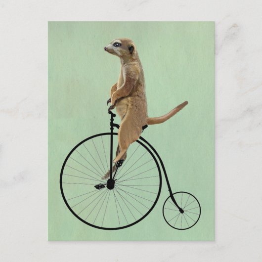 Carte Postale Meerkat sur Black Penny Farthing 2 (Devant)
