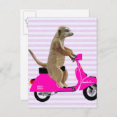 Carte Postale Meerkat sur Pink Moped 2 (Devant / Derrière)