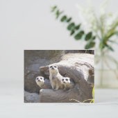 Carte Postale Meerkats (Debout devant)