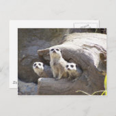 Carte Postale Meerkats (Devant / Derrière)