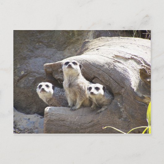 Carte Postale Meerkats (Devant)