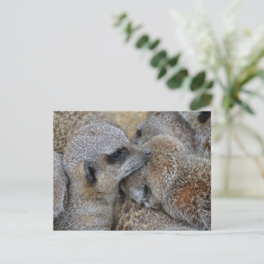 Carte postale Meerkats (Debout devant)