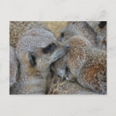 Carte postale Meerkats (Devant)