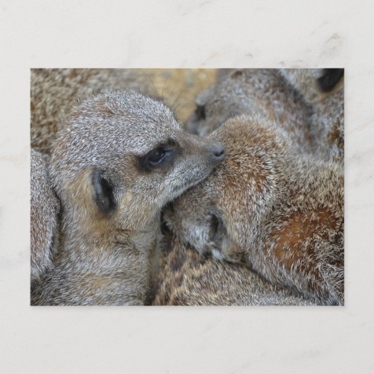 Carte postale Meerkats (Devant)