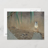 Carte Postale Meerkats (Devant / Derrière)